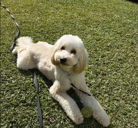 A guest at The Woofy Inn