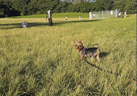 Off-leash fun at the park