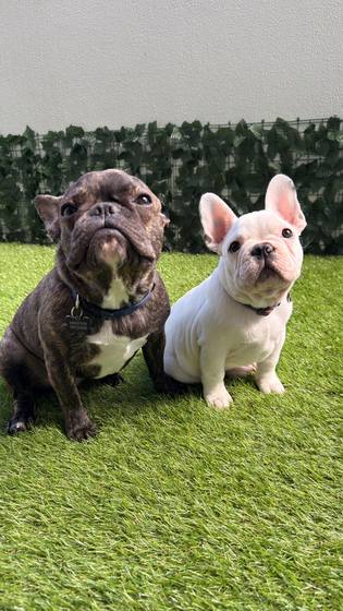Two French bulldogs enjoying the sun
