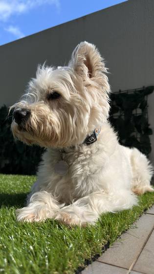 A happy guest lounging in the yard